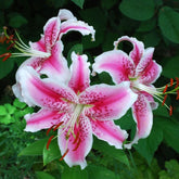Hectarul - Bulbi de crin oriental Stargazer, 2 bulbi